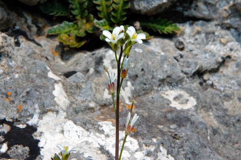 Arabis collina / Arabetta collinare